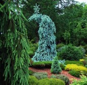 Picea pungens ‘Skyline’